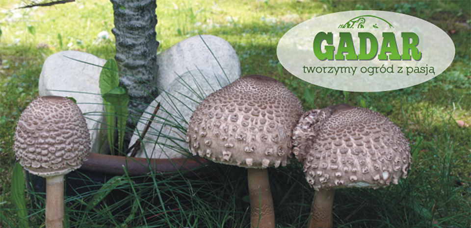 lebende Mykorrhiza Pilze Weinreben lebendes Myzel für Weintrauben riesige-süße-weintrauben